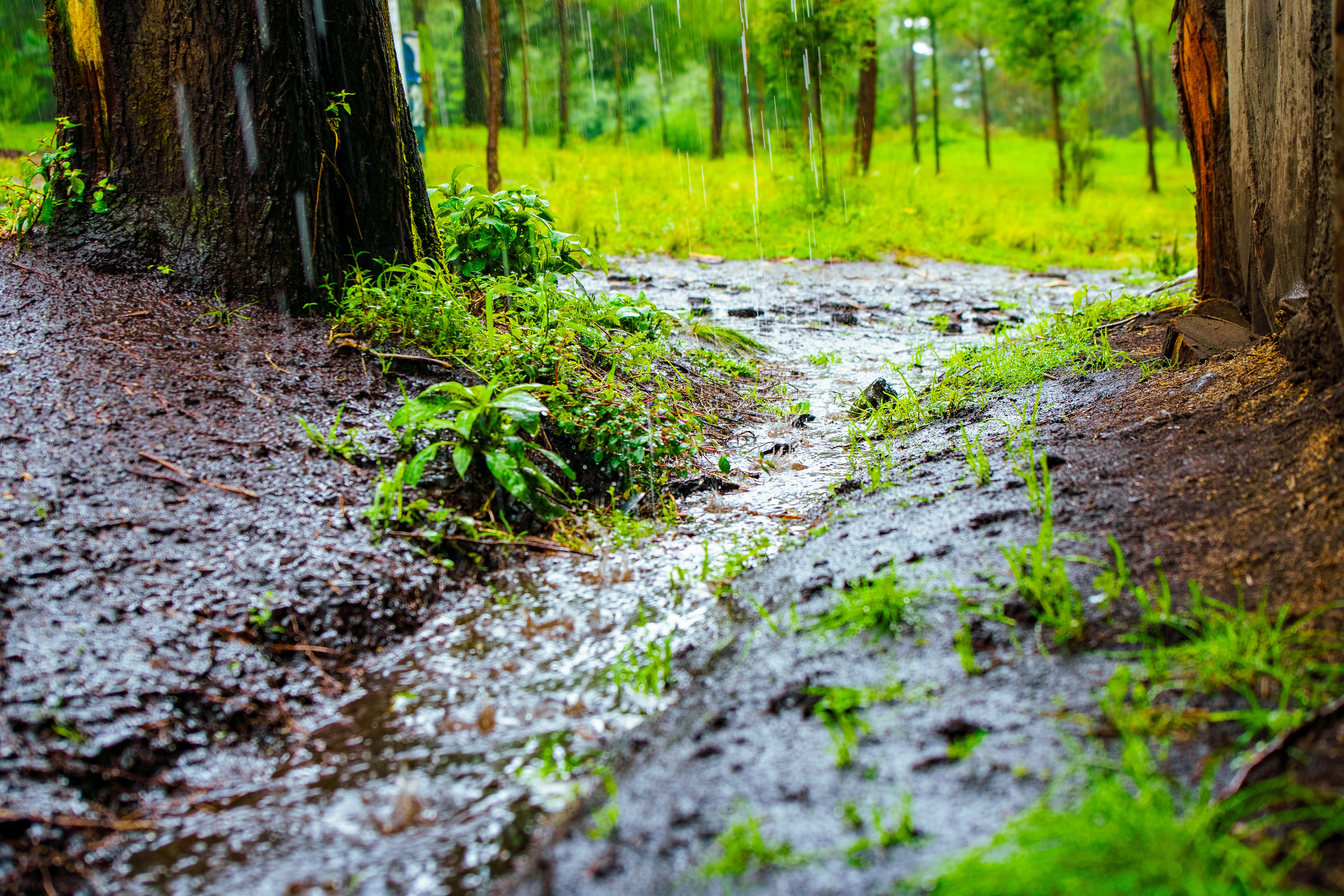 Rainwater runoff moving across saturated ground